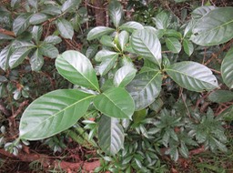 19 Enormes feuilles de Antirhea borbonica - Bois d'Osto - Rubiacée - M