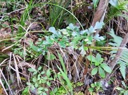 23 Turraea thouarsiana - Bois de quivi - Meliaceae - endémique B M  Il n'y a qu'une seule espèce de Quivi à feuilles juvéniles ressemblant à des feuilles de chêne, c'est le thouarsiana ex casimiriana. (Gislein F.)