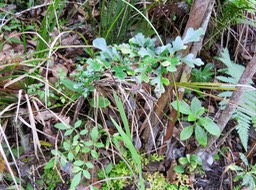 24 Turraea thouarsiana - Bois de quivi - Meliaceae - endémique B M  Il n'y a qu'une seule espèce de Quivi à feuilles juvéniles ressemblant à des feuilles de chêne, c'est le thouarsiana ex casimiriana. (Gislein F.)