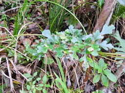 25 Turraea thouarsiana - Bois de quivi - Meliaceae - endémique B M  Il n'y a qu'une seule espèce de Quivi à feuilles juvéniles ressemblant à des feuilles de chêne, c'est le thouarsiana ex casimiriana. (Gislein F.)