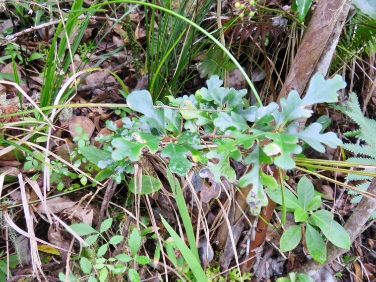 25 Turraea thouarsiana - Bois de quivi - Meliaceae - endémique B M  Il n'y a qu'une seule espèce de Quivi à feuilles juvéniles ressemblant à des feuilles de chêne, c'est le thouarsiana ex casimiriana. (Gislein F.)