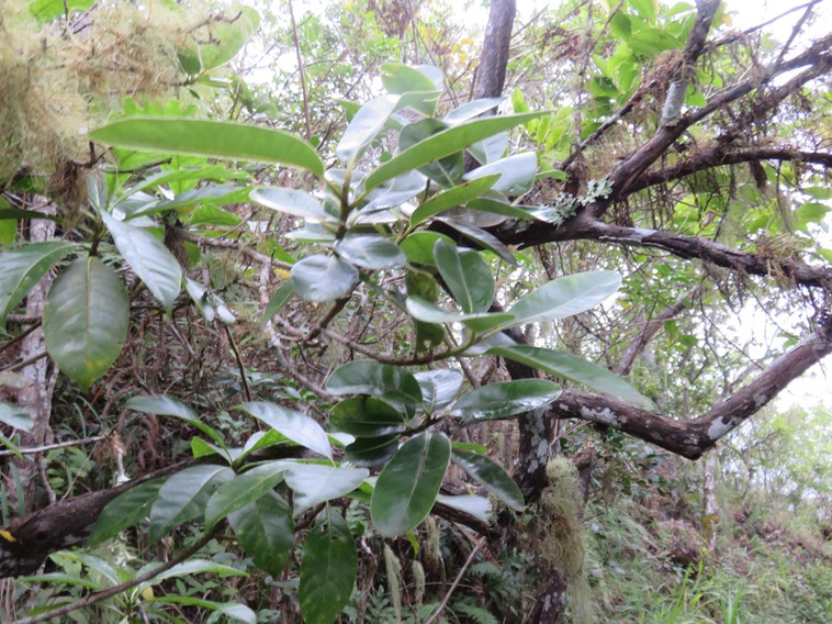 26 Turraea thouarsiana - Bois de quivi - Meliaceae - endémique B M  Il n'y a qu'une seule espèce de Quivi à feuilles juvéniles ressemblant à des feuilles de chêne, c'est le thouarsiana ex casimiriana.