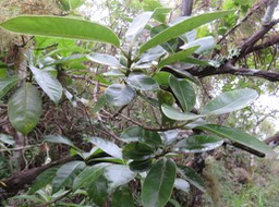 27 Turraea thouarsiana - Bois de quivi - Meliaceae - endémique B M