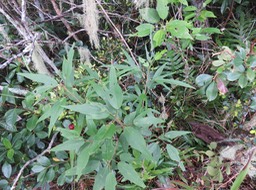 28 Hibiscus boryanus - Foulsapatte marron- Malvacée- B.