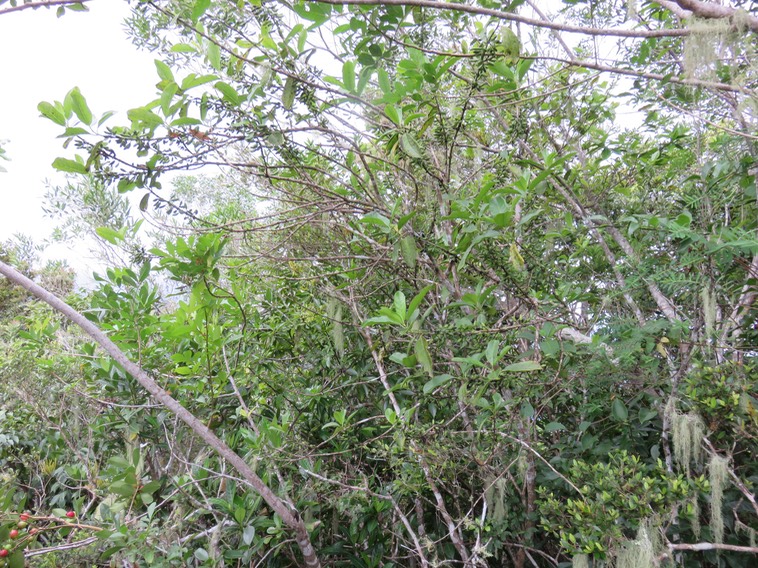 29 Partout mais peu visibles au premier coup d'œil, fruits du Geniostoma borbonicum - Bois de piment ou Bois de rat - Loganiaceae