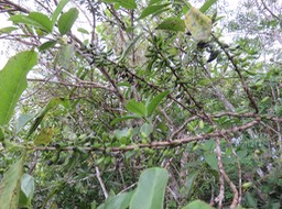 30 fruits du Geniostoma borbonicum - Bois de piment ou Bois de rat - Loganiaceae