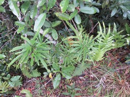 31 Hibiscus boryanus - Foulsapatte marron- Malvacée- B.