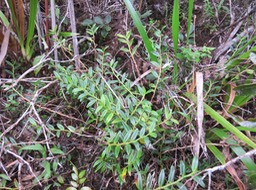 7 Angreacum ramosum - -  Orchidaceae