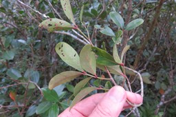 8 Pleurostylia pachyphloea - Bois d'olive gros peau - Célastracée - B