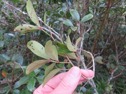 9 Pleurostylia pachyphloea - Bois d'olive gros peau - Célastracée - B