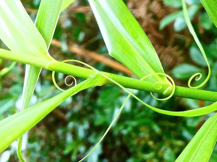 Flagellaria indica . liane jolivave . flagellariaceae .indigène Réunion P1580872