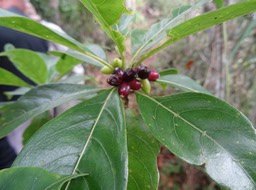 Fruits du Bois d'Osto - Antirhea borbonica - RUBIACEAE - Endémique Réunion, Maurice, Madagascar