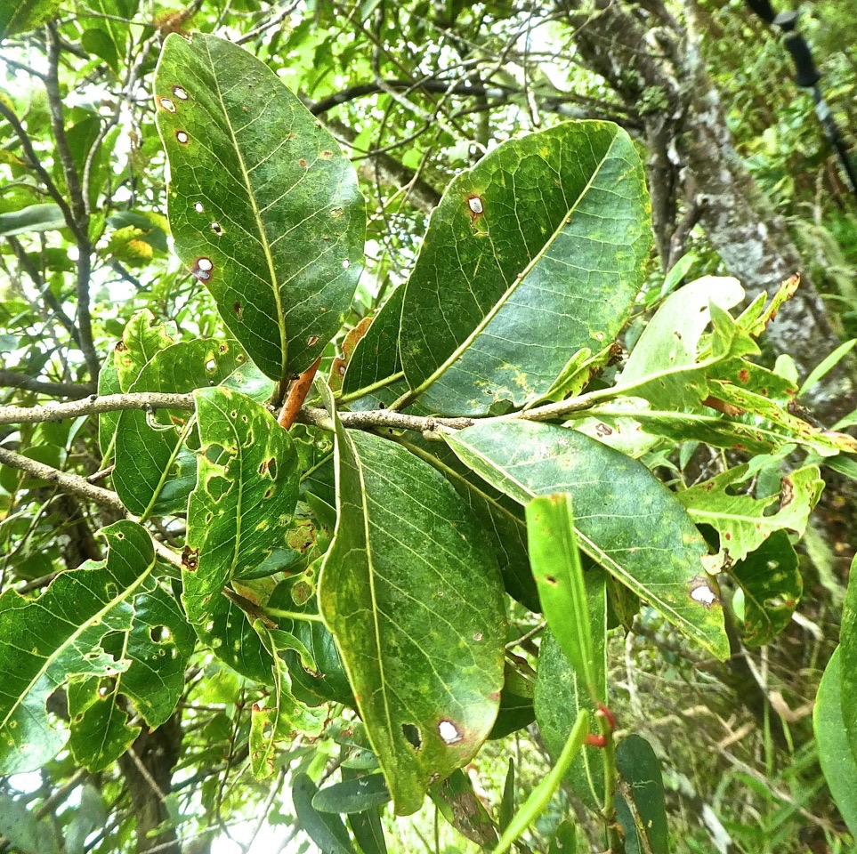 Homalium paniculatum . corce blanc . bois de bassin . salicaceae . endémique Réunion Maurice P1580677