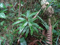 Jeune Bois de rongue - Erythroxylum laurifolium - ERYTHROXYLACEAE - Endémique Réunion, Maurice
