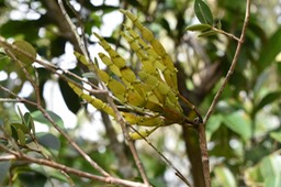 Korthalsella opuntia sur Bois de Nèfles - SANTALACEAE - Indigène Réunion