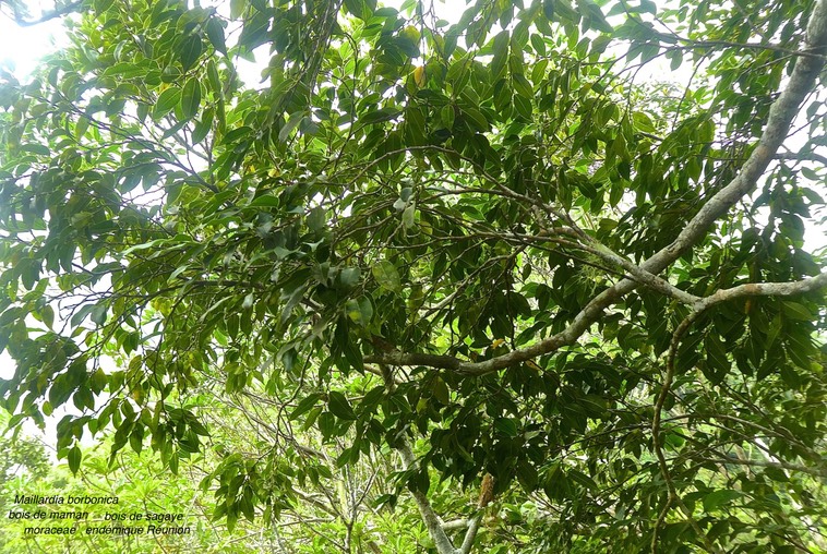 Maillardia borbonica . bois de maman.bois de sagaye .moraceae. endémique Réunion P1580705