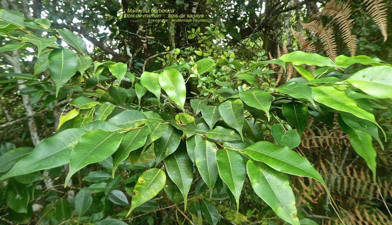 Maillardia borbonica .bois de maman .bois de sagaye .moraceae . endémique Réunion P1580681
