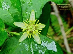 Passiflora suberosa . liane grain d'encre P1580491