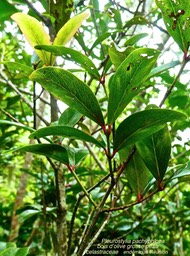 Pleurostylia pachyphloea.bois d'olive grosse peau.celastraceae.endémique Réunion  P1580636