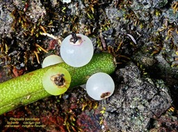 Rhipsalis baccifera . la perle . cactus gui . cactaceae . indigène Réunion 