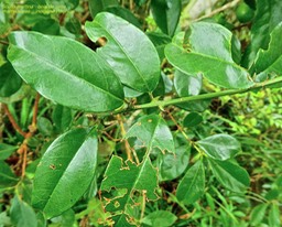 Scutia myrtina . bois de sinte .rhamnaceae .indigène Réunion P15