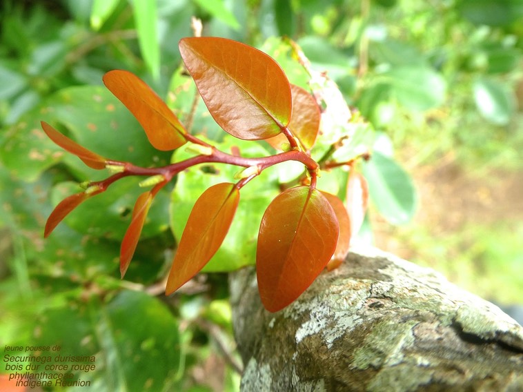 Securinega durissima . corce rouge .bois dur .phyllanthaceae .P1580694