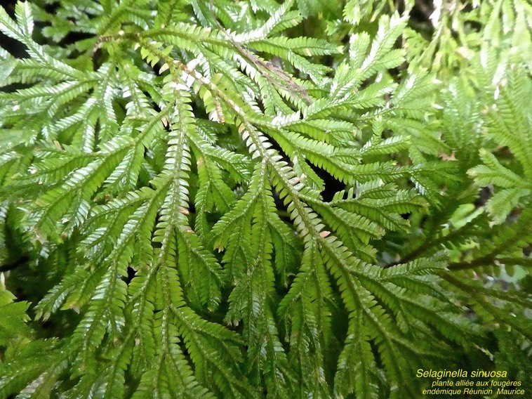 Sellaginella sinuosa . Plante alliée aux fougères . endémique Réunion Maurice P1580573