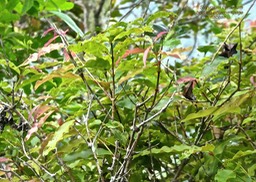 Syzygium cymosum . bois de pomme rouge . myrtaceae P1580784