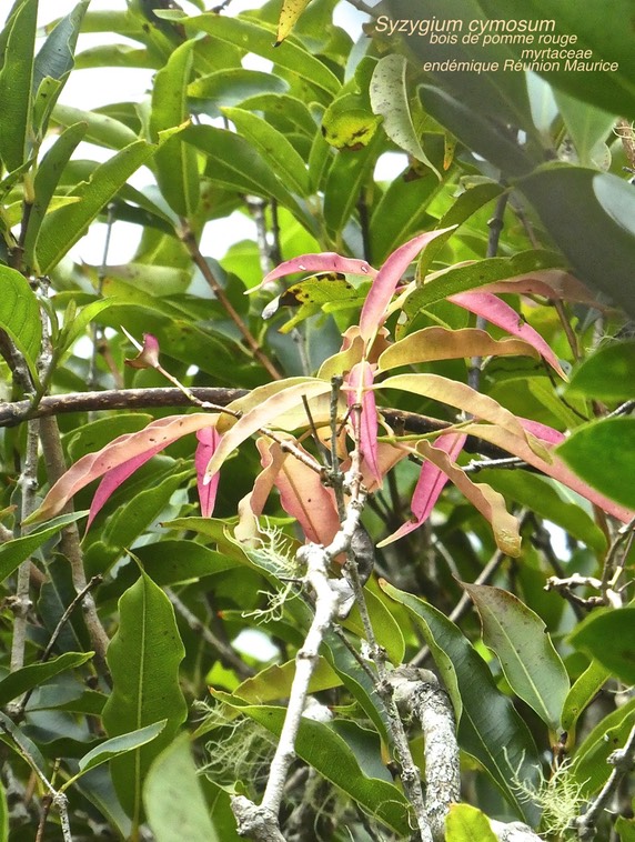 Syzygium cymosum . bois de pomme rouge . myrtaceae P1580785