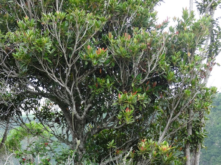 Ti Natte - Labourdonnaisia calophylloides - SAPOTACEAE - Endémique Réunion Maurice