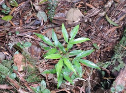 12 Catafaille patte poule, Melicope obtusifolia 