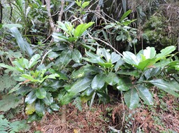 13 Catafaille patte poule, Melicope obtusifolia 