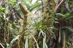 Angraecum bracteosum - EPIDENDROIDEAE - Endémique Réunion - MAB_5986