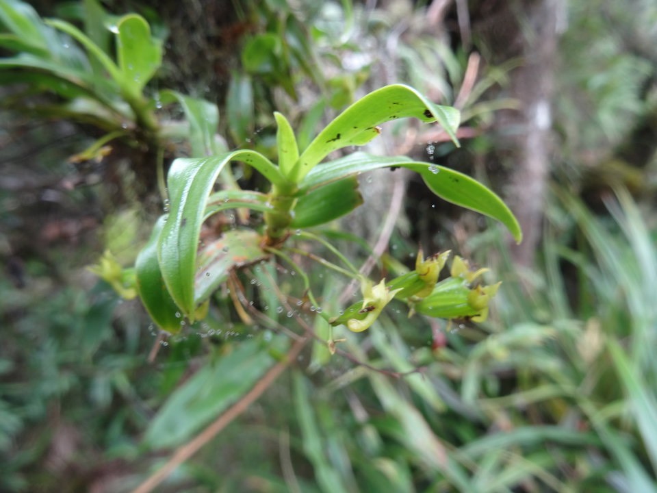 Angraecum obversifolium - EPIDENDROIDEAE - Indigène Réunion - DSC00112
