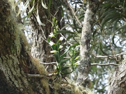 Beclardia macrostachya - EPIDENDROIDEAE - Indigène Réunion - DSC00056