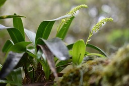 Benthamia nigrescens - ORCHIDOIDEAE - Indigène Réunion - MAB_6009