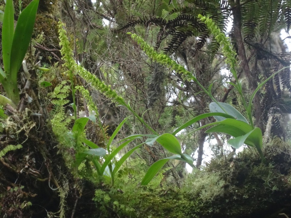 Benthamia nigrescens - ORCHIDOIDEAE - Indigène Réunion - DSC00115