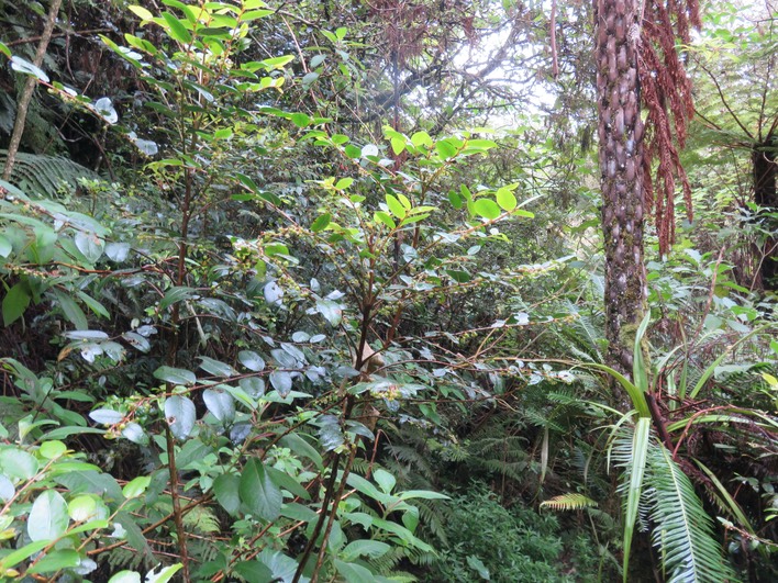 1. Phyllanthus phillyreifolius Poir. - Bois de négresse - Phyllanthaceae - Endémique Réunion et Maurice