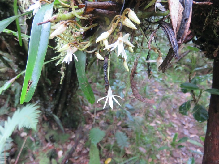11. Jumellea triquetra - EPIDENDROIDEAE - Endémique Réunion