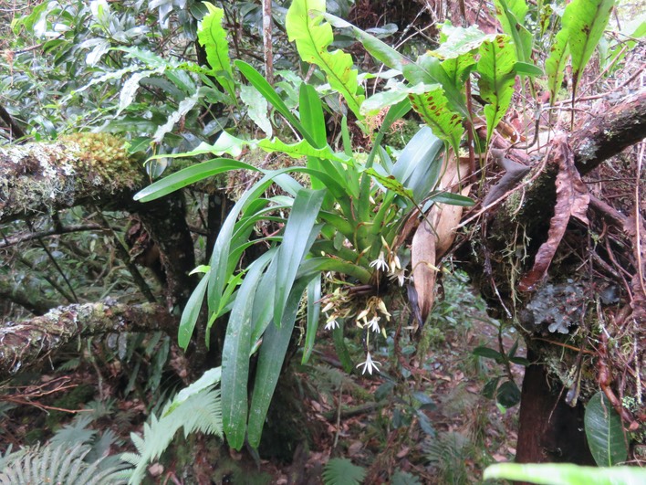 12. Jumellea triquetra - EPIDENDROIDEAE - Endémique Réunion