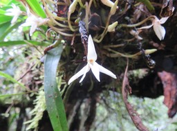 13. Jumellea triquetra - EPIDENDROIDEAE - Endémique Réunion