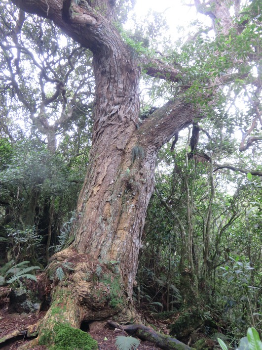 14. Acacia heterophylla Willd. - Tamarin des hauts - Fabaceae - Endémique La Réunion