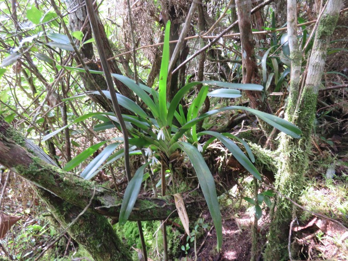 6. Jumellea triquetra - EPIDENDROIDEAE - Endémique Réunion