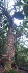 Acacia heterophylla - Tamarin des Hauts - FABACEAE - Endémique Réunion - 114426