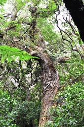 Acacia heterophylla - Tamarin des Hauts - FABACEAE - Endémique Réunion - MB2_1938b