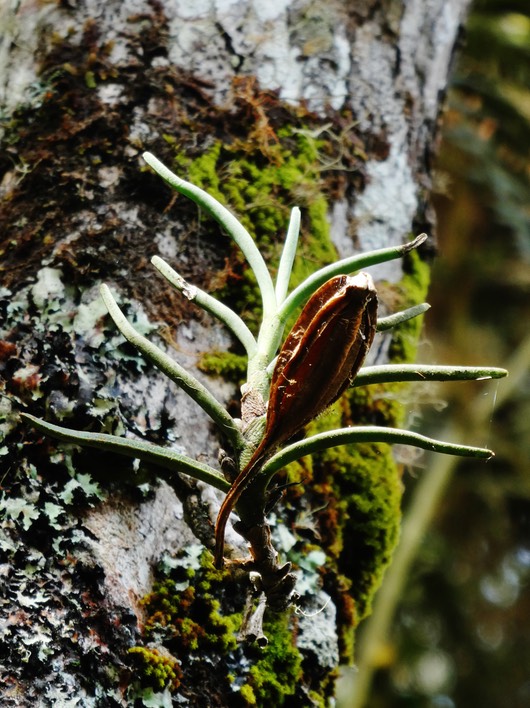 Angraecum cornigerum