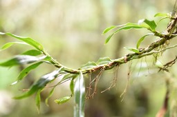 Angraecum obversifolium - EPIDENDROIDEAE - Indigène Réunion - MB2_1884