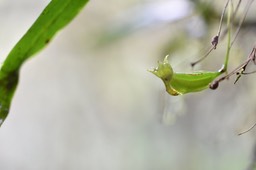 Angraecum obversifolium - EPIDENDROIDEAE - Indigène Réunion - MB2_1881