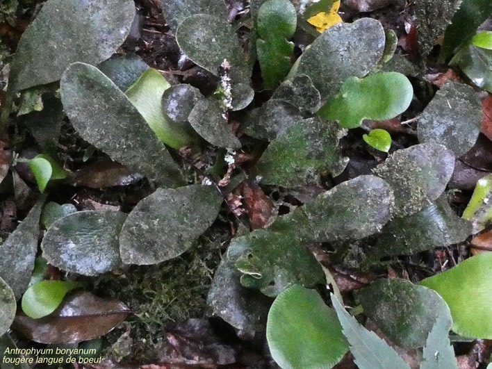 Antrophyum boryanum .fougère langue de boeuf.pteridaceae.endémique Réunion.P1012935