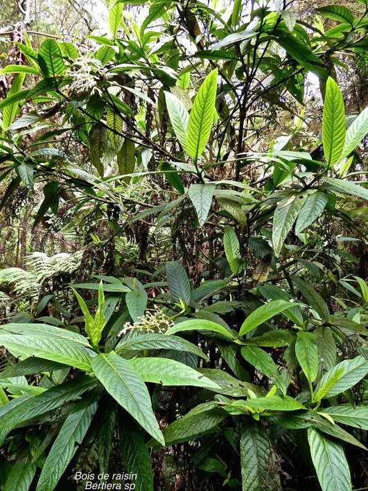 Bertiera sp. bois de raisin.rubiaceae.endémique Réunion.P1012875